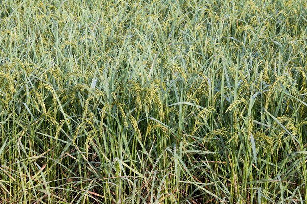 colpo di riso nel campo Paddy in autunno