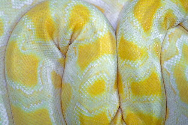 Colpo di telaio completo di pelle di serpente gialla