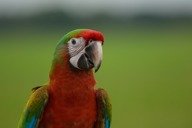 Colpo di testa di uccello Macaw, bellissimo uccello