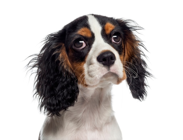 Colpo di testa di un cucciolo di Cavalier King Charles Spaniel