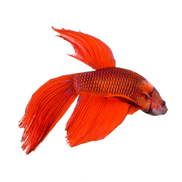 Colpo di un pesce rosso combattente siamese sott'acqua di fronte a uno sfondo bianco