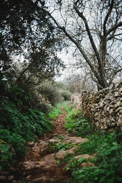 Colpo di un sentiero rustico stretto e frondoso pieno di vegetazione nella zona rurale in Spagna