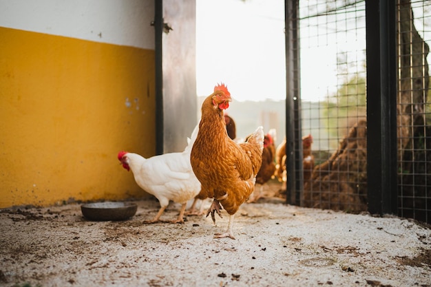 Colpo di una gallina crestata che lascia il pollaio con il sole sullo sfondo Area rurale