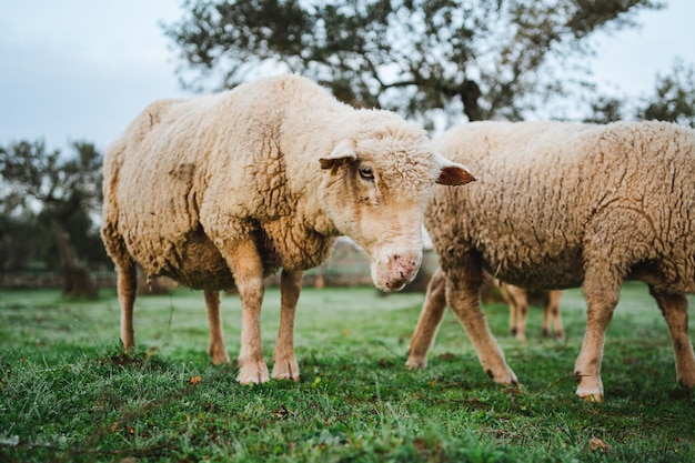 Colpo di una pecora in piedi in un campo al mattino in una zona rurale in Spagna