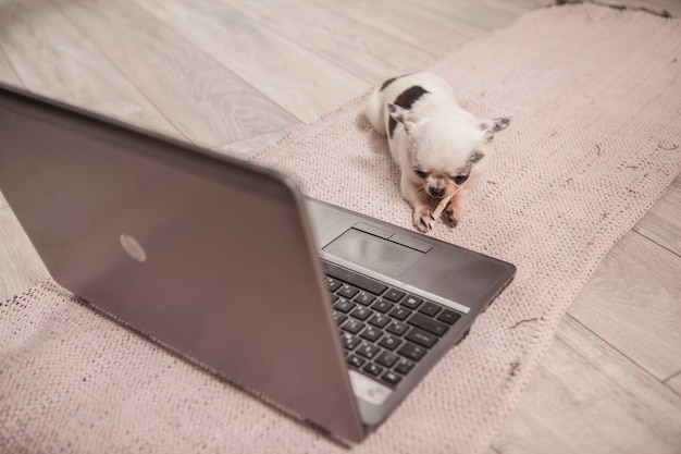 Colpo di vista dall'alto di un ossequio del cane che mangia chihuahua davanti al computer portatile