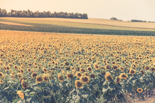 Colpo filtrato orizzontale del campo dei girasoli di estate luminosa