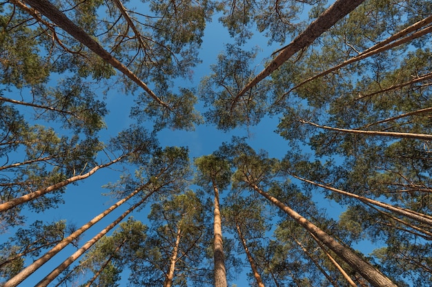 Colpo grandangolare di alcuni alberi di pino che torreggiano nel cielo blu