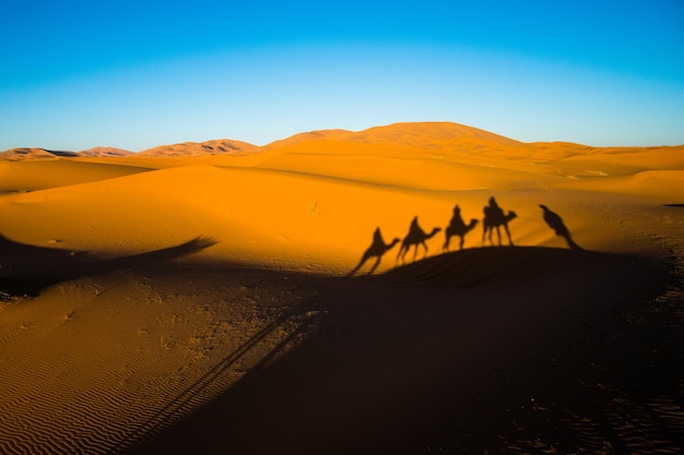 Colpo grandangolare di viaggi in carovana e ombre di cammelli sulla duna di sabbia nel deserto del Sahara