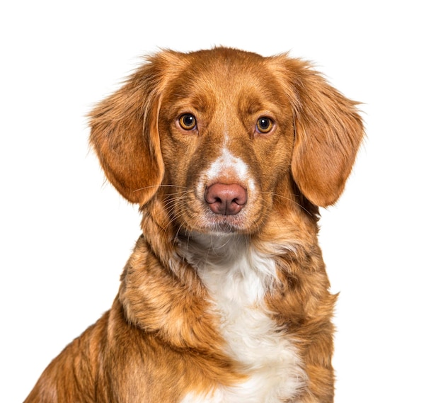 Colpo in testa di un cane Nova Scotia Duck Tolling Retriever isolato