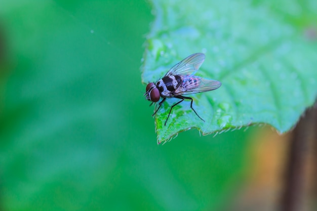 Colpo in volo, mosca delle carogne