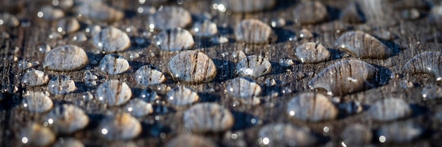 Colpo panoramico di goccioline d'acqua su una struttura in legno