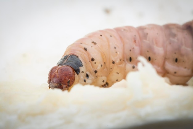 colpo ravvicinato della larva della piralide del frutto durian