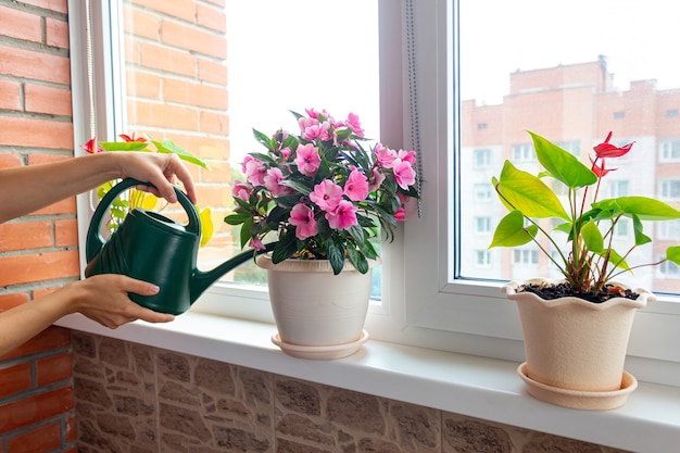 colpo ritagliato delle mani delle donne che innaffiano una pianta rosa in vasi di fiori sul davanzale della finestra