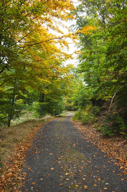 Colpo scenico della strada stretta lungo la foresta lussureggiante