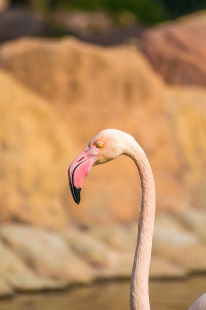 Colpo verticale del primo piano di un fenicottero in Al Areen Wildlife Park in Bahrain