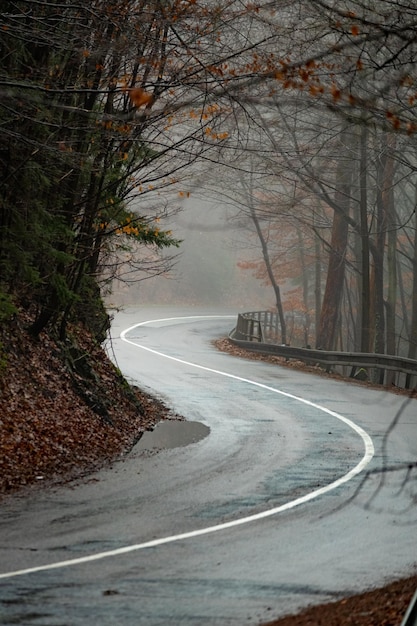 Colpo verticale della strada che passa dalla foresta