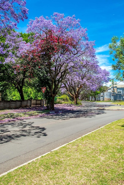 Colpo verticale di alberi di Jacaranda in piena fioritura in un parco