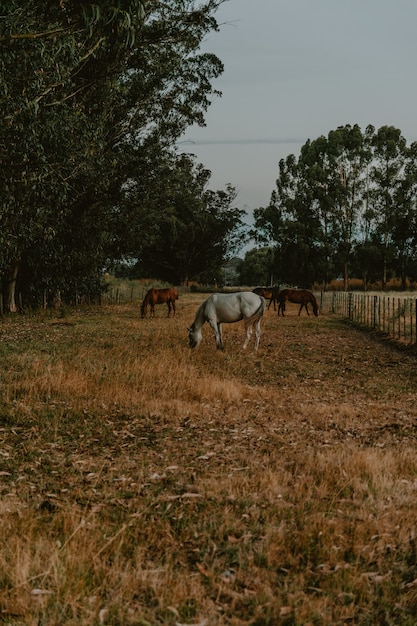 Colpo verticale di cavalli bianchi e marroni che pascolano al pascolo