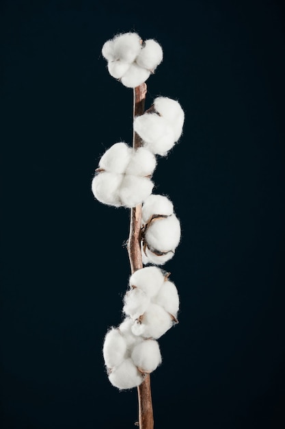Colpo verticale di fiori di cotone sul suo ramo isolato su superficie nera