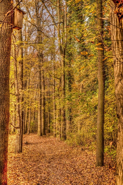 Colpo verticale di fogliame nella foresta in autunno