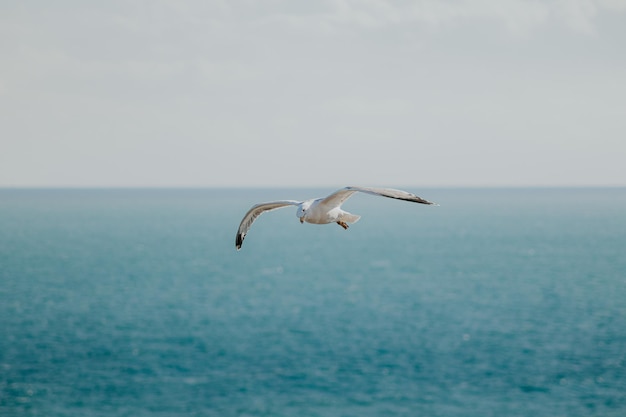 Colpo verticale di gabbiano che vola con sfondo orizzonte tra mare e cielo.