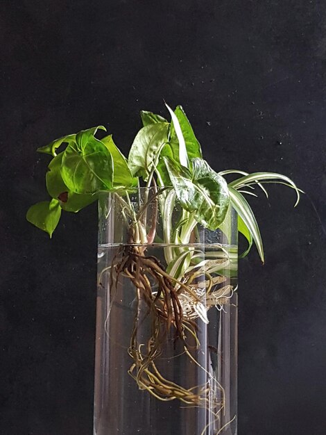 Colpo verticale di piante con le loro radici nel vaso di vetro riempito d'acqua