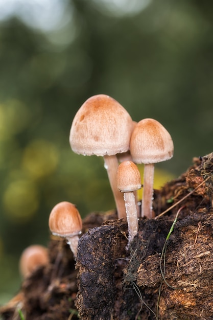 Colpo verticale di piccoli funghi