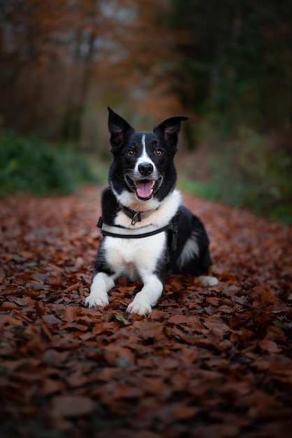 Colpo verticale di un border collie in bianco e nero nella foresta