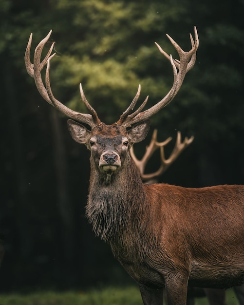 Colpo verticale di un cervo rosso con grandi corna nella foresta incantata