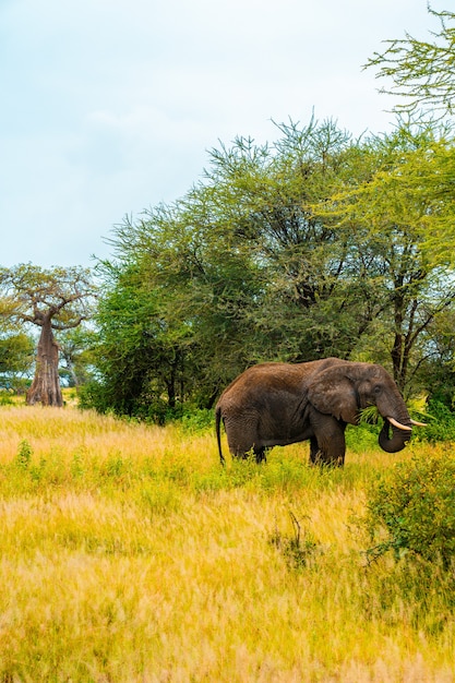 Colpo verticale di un elefante africano che cammina in un campo durante la luce del giorno