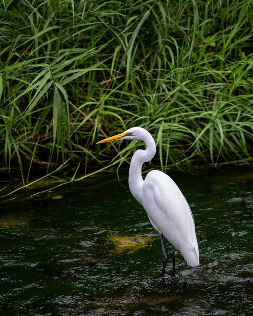 Colpo verticale di un fiume ia garzetta in piedi