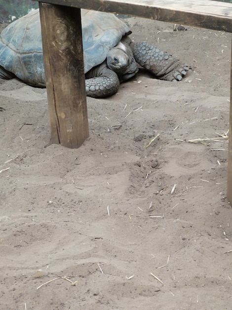 Colpo verticale di una tartaruga elefante nella sabbia accanto a una recinzione allo zoo