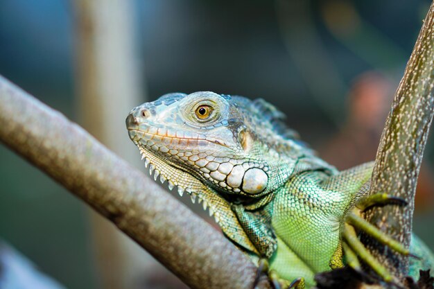 Colseup macro iguana rettile animale