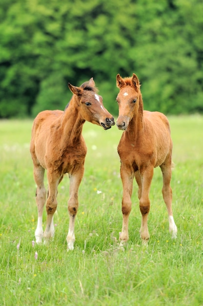 Colt in erba