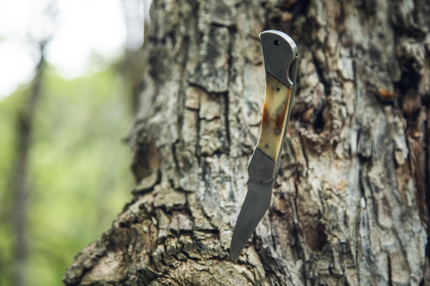 Coltello affilato foresta in pino