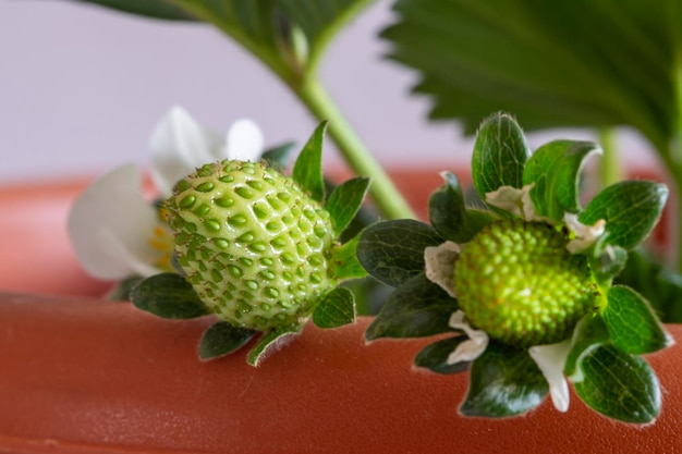 Coltiva le fragole a casa sul balcone in vaso