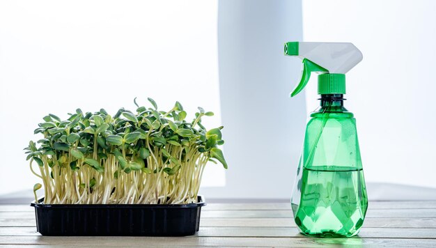 Coltivare germogli di girasole e microgreens a casa