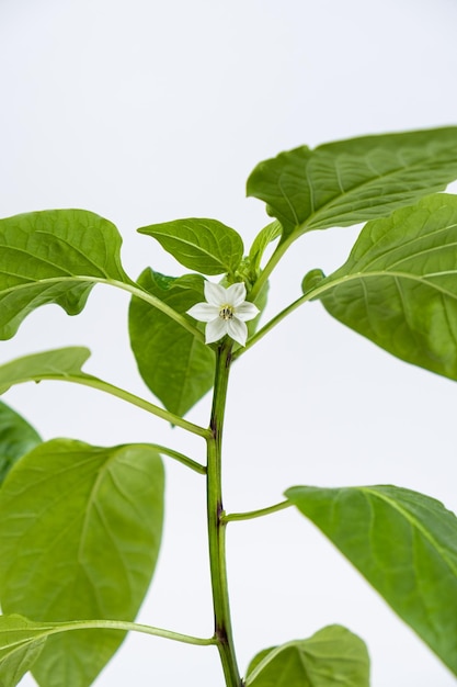 Coltivare i peperoni dai semi Passo 9 I primi fiori fioriscono