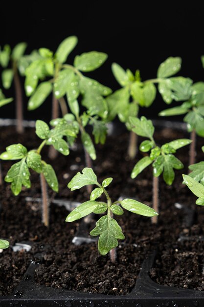 Coltivare i pomodori dai semi passo dopo passo Passaggio 7 i germogli sono cresciuti