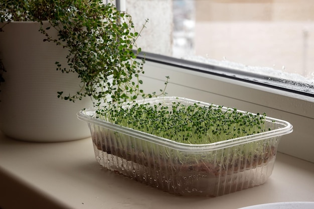 Coltivare microgreens a casa La chia fresca germoglia cibo naturale