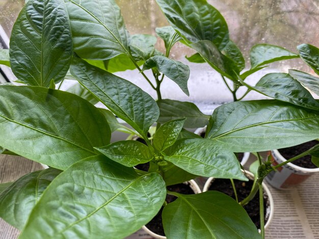 Coltivare peperoni dolci per il giardino in tazze sul davanzale della finestra dell'appartamento