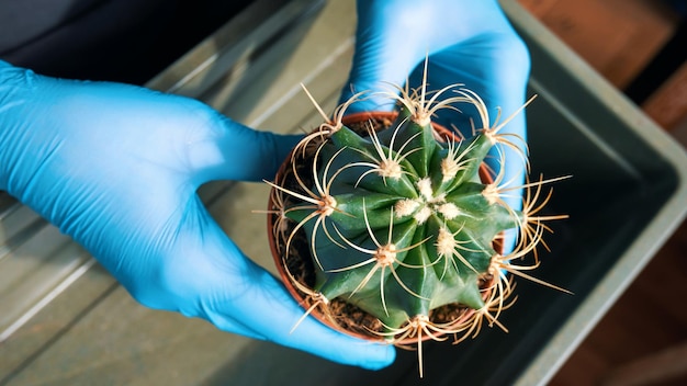 Coltivare piante d'interno Mani in guanti di gomma trapiantare un cactus spinoso