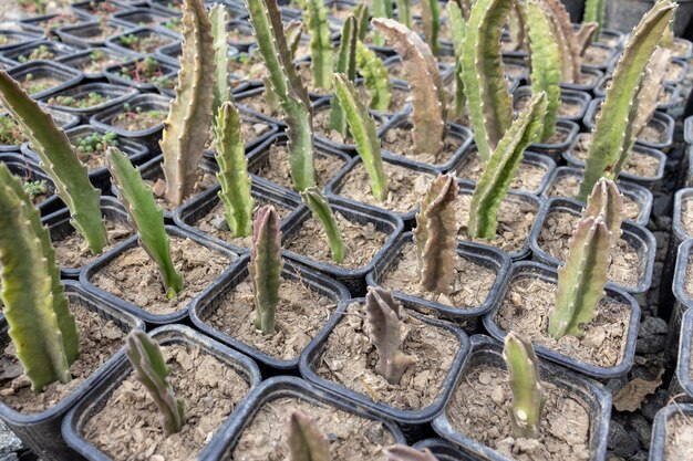 Coltivare piante di stapelia gigantea in piccoli vasi