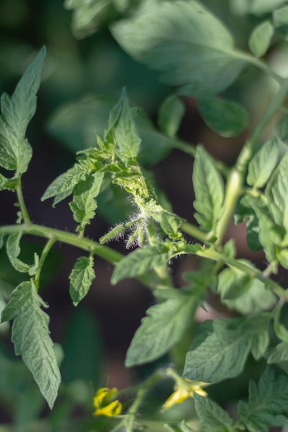 Coltivare pomodori all'aperto I pomodori sono legati ai bastoncini Agricoltura Raccolto domestico