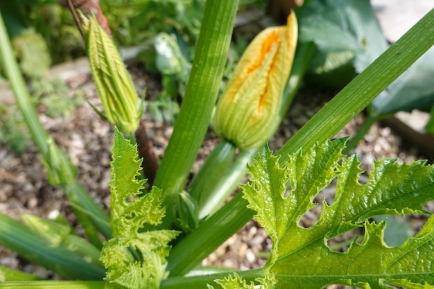 coltivare zucchine nel giardino sul retro come piantare zucchine fiore di zucchine e frutta di zucchine