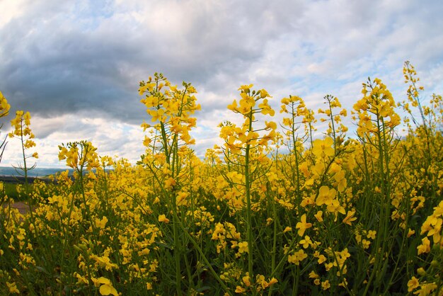 Coltivato il paesaggio con l'agricoltura del campo di rap in fiore giallo nella campagna primaverile in Germania