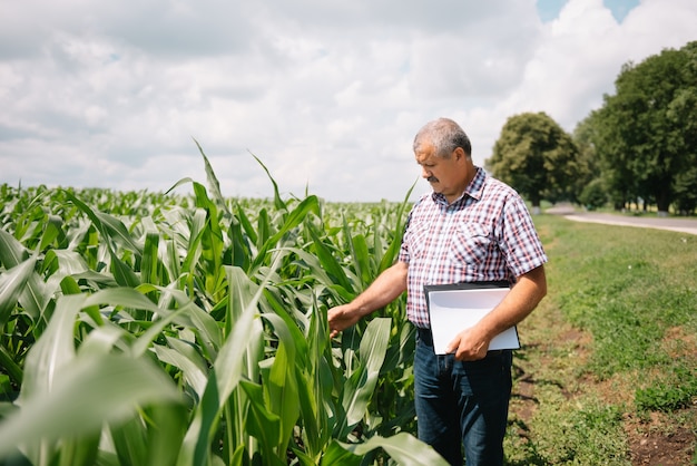 Coltivatore adulto che controlla le piante nella sua fattoria. agronomo tiene compressa nel campo di mais e esaminando i raccolti. Concetto di agroalimentare. ingegnere agricolo in piedi in un campo di grano con una tavoletta.