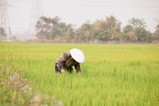 Coltivatore agricolo del concetto di lavoro sul campo di riso in Asia Gli agricoltori coltivano il riso nella stagione delle piogge Agricoltore laotiano