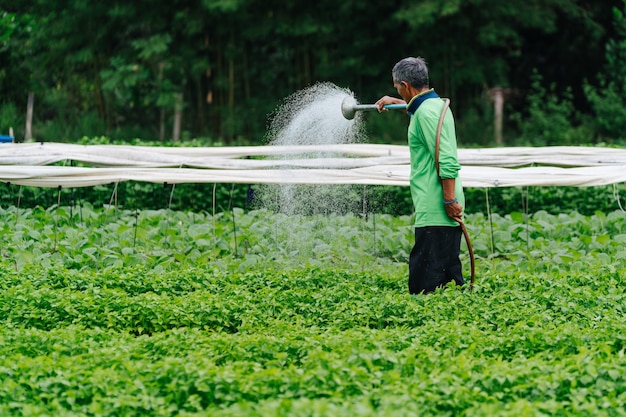 Coltivatore asiatico innaffiamento vegetale germoglio con tubo di gomma nei campi.
