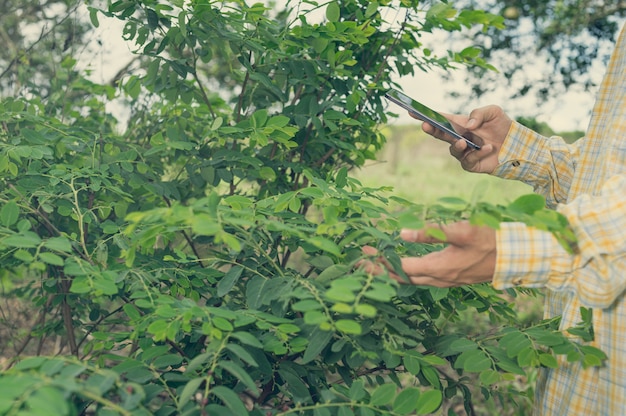 Coltivatore che controlla la qualità degli alberi nel giardino